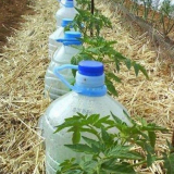 Капка поливане от пластмасови бутилки в страната със собствените си ръце